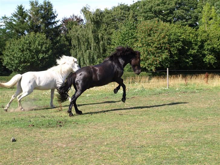 Islænder Pipar fra Gl. Ladegård 2 - Pipar i hopla [taget af mig] billede 13