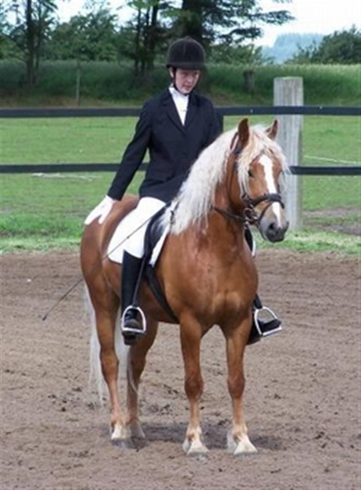 Haflinger Vestervangs Hodder  - lx dressur haflingermesterskab 2007 stutteri nordan billede 14