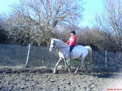 Appaloosa Spotlight / red / billede 15