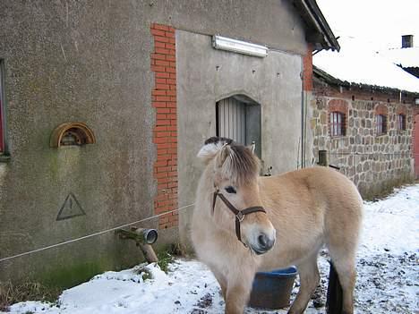 Fjordhest bonni billede 5