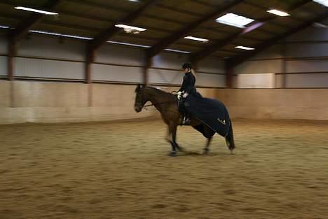 Anden særlig race Mirou *Solgt* billede 9