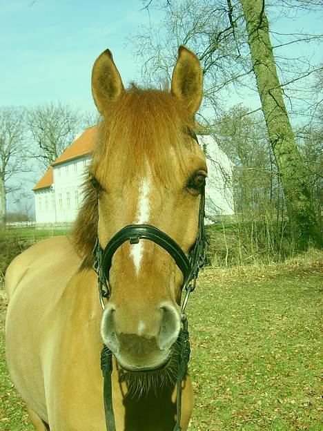 Anden særlig race Copperfield - Copperfield .. billede 6