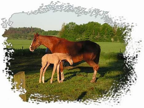 Dansk Varmblod MAKI. *SOLGT* billede 3