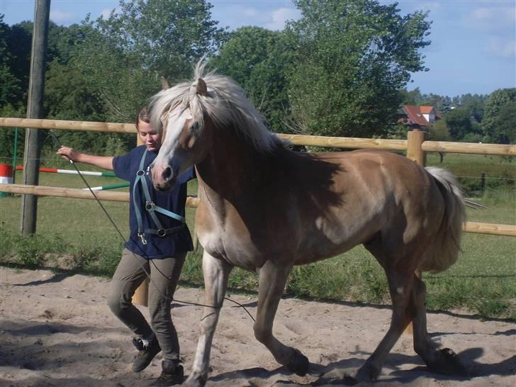 Haflinger Anker Kyhnæb - Velkommen til Ankers profil:D billede 1
