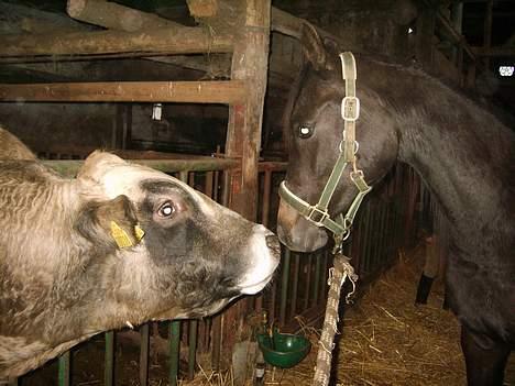 Arabisk fuldblod (OX) Shaheen (SOLGT)<33 - Hvem er du billede 8