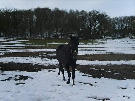 Arabisk fuldblod (OX) Shaheen (SOLGT)<33 - Hej billede 9