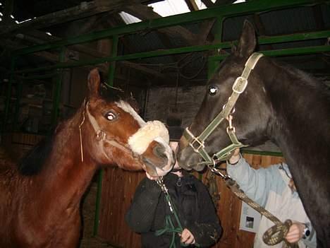 Arabisk fuldblod (OX) Shaheen (SOLGT)<33 - Det er altsa pinligt at blive taget billed med en hoppe.... (hehe) billede 10