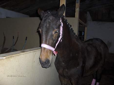 Holstener malik billede 12