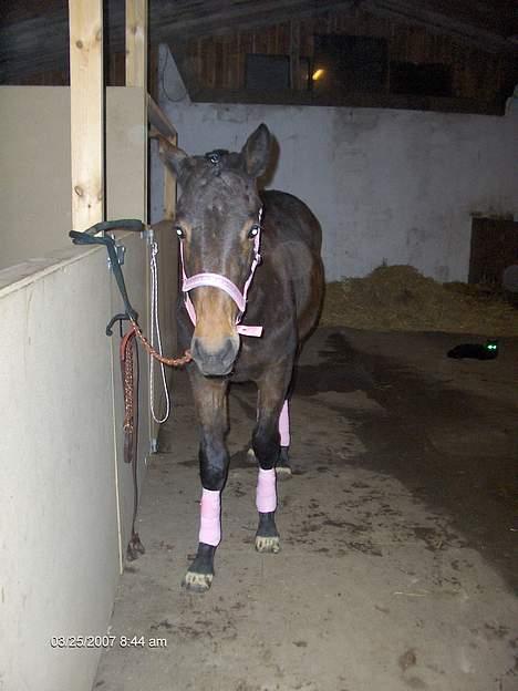 Holstener malik billede 13