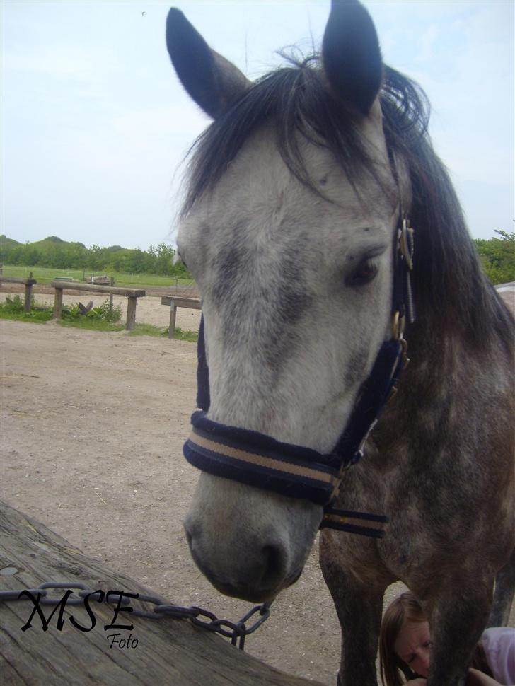 Connemara Hedegårdens Peter pan - Hvor er jeg nuttet  <3 billede 8