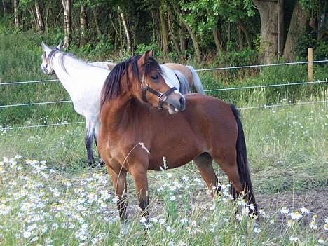 Welsh Mountain (sec A) Maylie Pink Fantazy billede 1