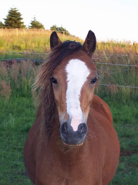 Welsh Mountain (sec A) Maylie Pink Fantazy billede 2