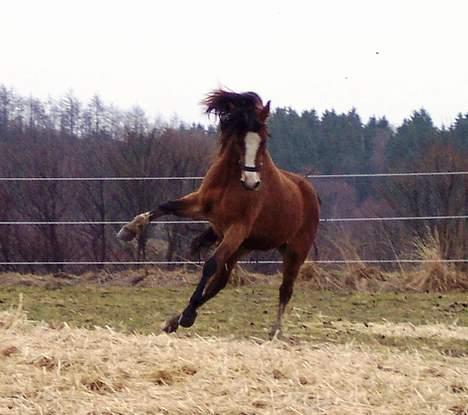 Welsh Mountain (sec A) Maylie Pink Fantazy billede 3