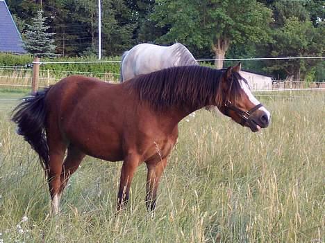 Welsh Mountain (sec A) Maylie Pink Fantazy billede 4