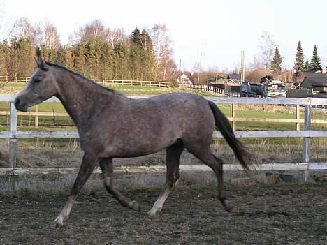 Arabisk fuldblod (OX) F A Medina billede 3