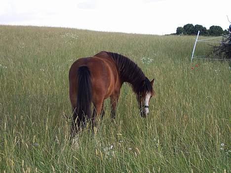 Welsh Mountain (sec A) Maylie Pink Fantazy billede 5