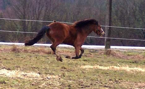 Welsh Mountain (sec A) Maylie Pink Fantazy billede 6