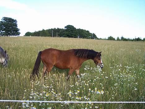Welsh Mountain (sec A) Maylie Pink Fantazy billede 7