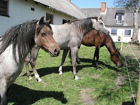 Arabisk fuldblod (OX) F A Medina billede 4