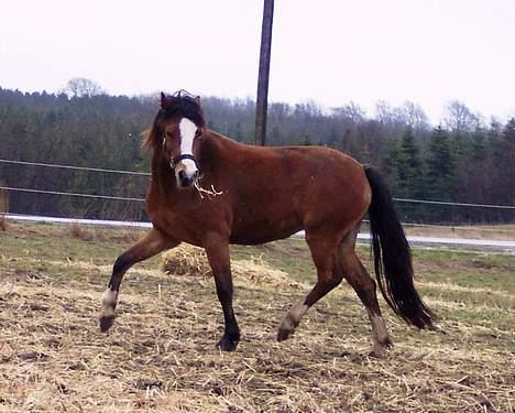 Welsh Mountain (sec A) Maylie Pink Fantazy billede 8