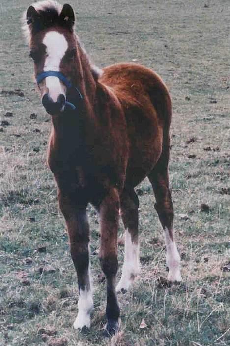 Welsh Mountain (sec A) Maylie Pink Fantazy - Sådan så hun så ud da vi købte hende i 2002, lille føl ;-) billede 10