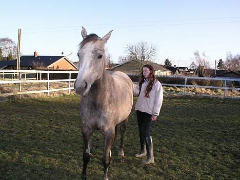 Arabisk fuldblod (OX) F A Medina billede 7