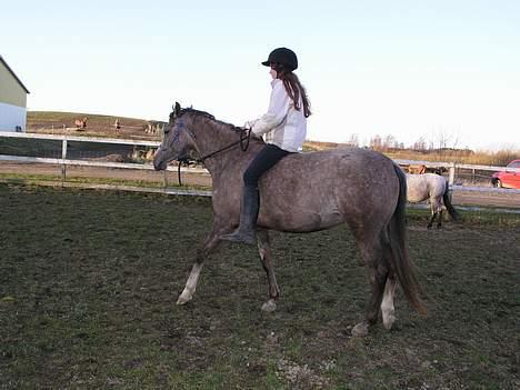 Arabisk fuldblod (OX) F A Medina billede 9