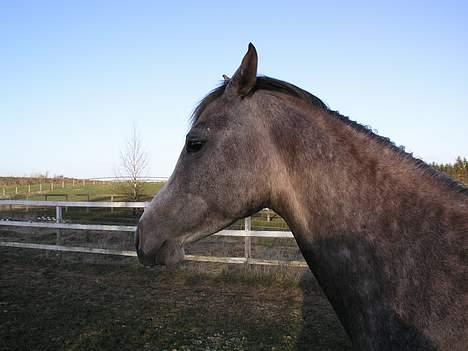 Arabisk fuldblod (OX) F A Medina billede 11