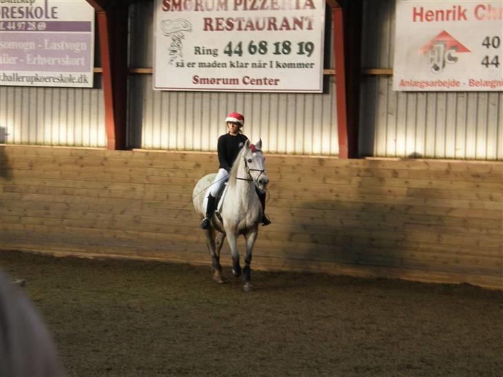 Anden særlig race Super Star / VSR / part - Julefremvisning (Foto:Far Tak<3) billede 1