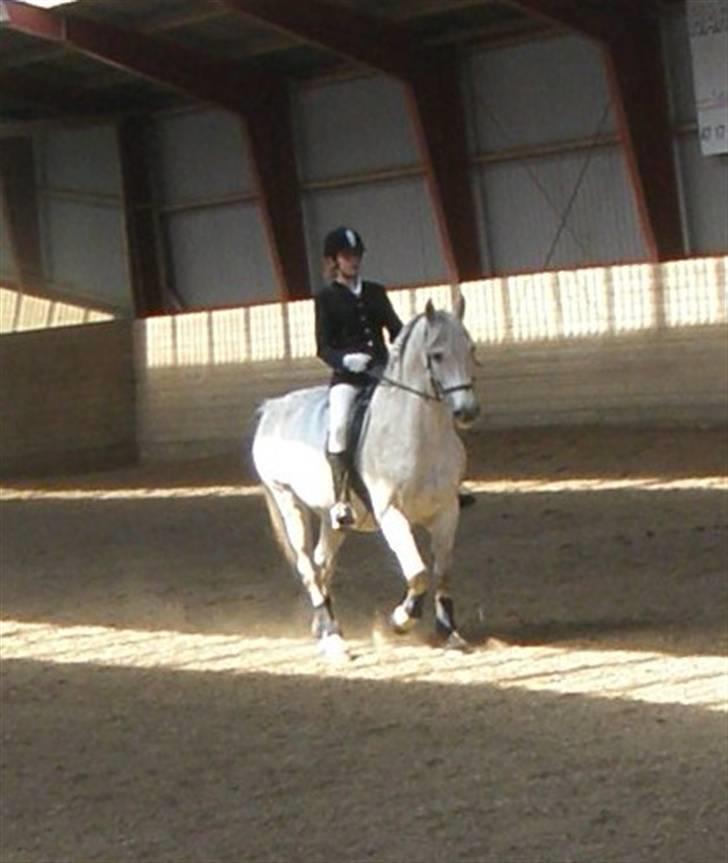 Anden særlig race Super Star / VSR / part - Stævne (Foto:Far Tak<3) billede 2