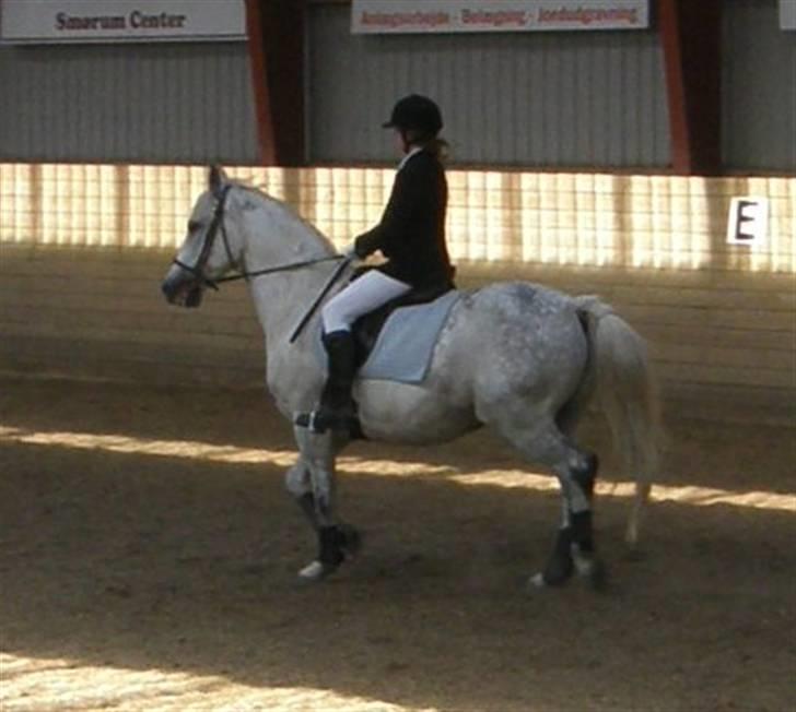 Anden særlig race Super Star / VSR / part - Stævne (Foto:Far Tak<3) billede 3