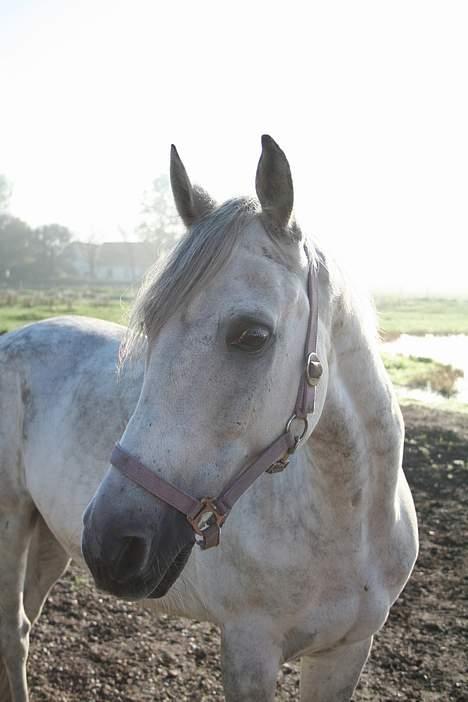 Anden særlig race Super Star / VSR / part billede 4