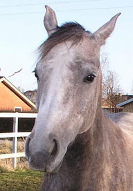 Arabisk fuldblod (OX) F A Medina billede 12