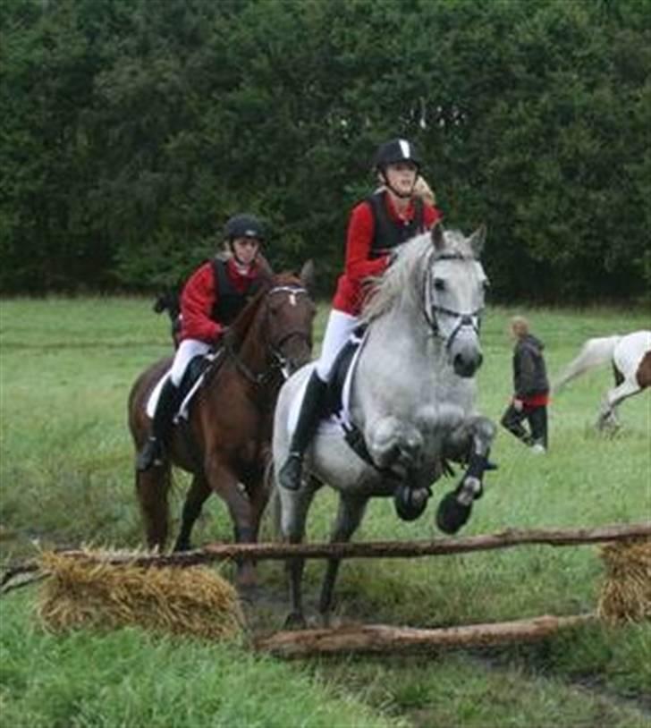 Anden særlig race Super Star / VSR / part - efterårs jagt 09 billede 5