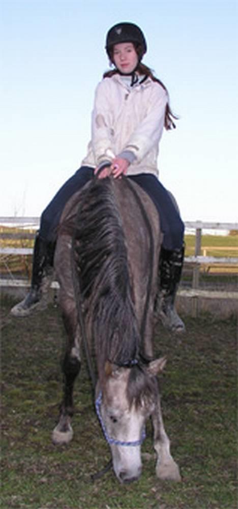 Arabisk fuldblod (OX) F A Medina billede 13