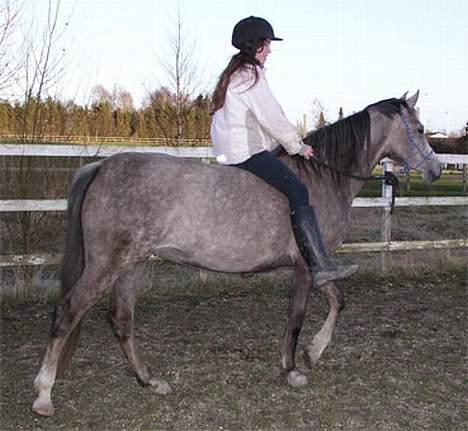 Arabisk fuldblod (OX) F A Medina billede 14