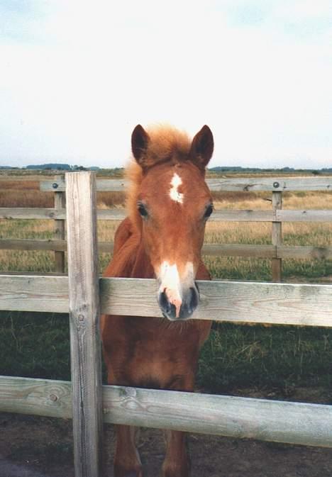 New Forest Olivia / Squash - Olivia 4-5 månder.. Er hun ikk søød..? billede 6