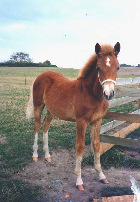 New Forest Olivia / Squash - Olivia 4-5 måneder billede 7