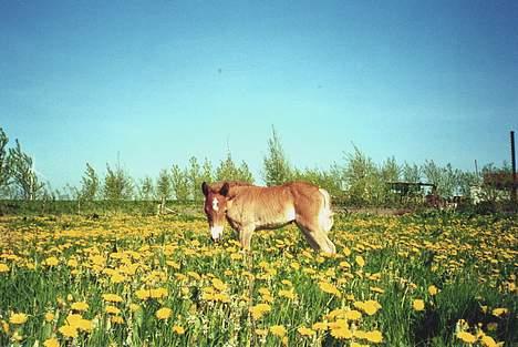 New Forest Olivia / Squash - Olivia 10 dage.. Heej billede 8