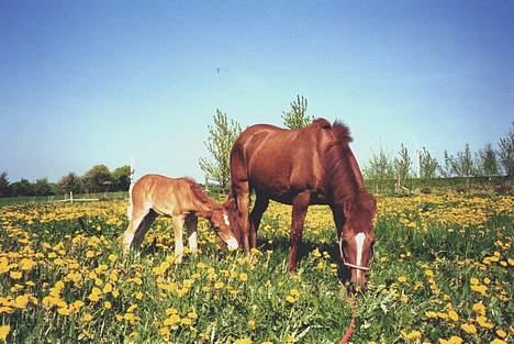 New Forest Olivia / Squash - Olivia og Fanta billede 9