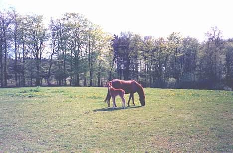 New Forest Olivia / Squash - Olivias mor og mormor.. Fanta og jolly billede 10
