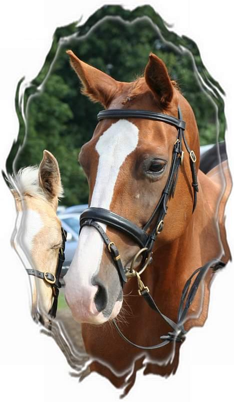 Dansk Varmblod MAKI. *SOLGT* billede 4