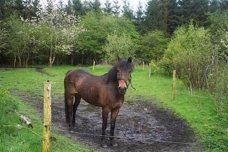 Anden særlig race fighter*** DØD.. 19.4.11 billede 1