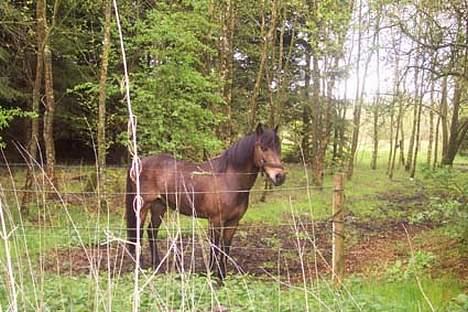 Anden særlig race fighter*** DØD.. 19.4.11 billede 2