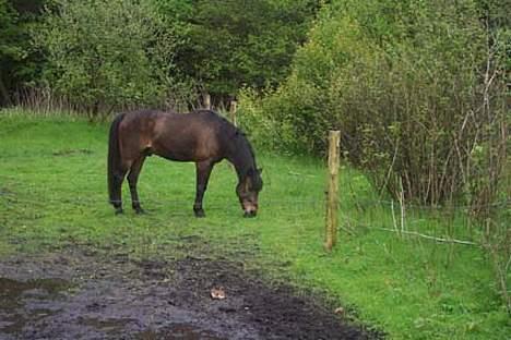 Anden særlig race fighter*** DØD.. 19.4.11 billede 3