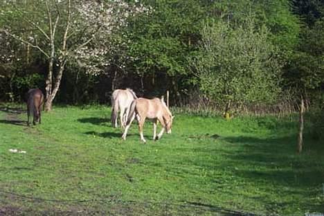 Anden særlig race fighter*** DØD.. 19.4.11 billede 6