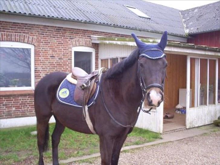 Trakehner Lazio billede 8