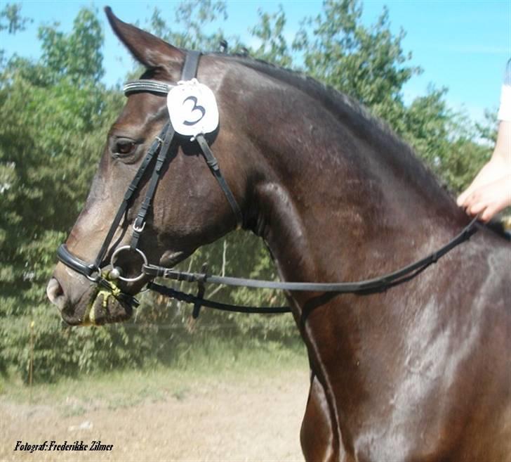 Trakehner Lazio - Stævne d. 9. juni 2007 billede 9