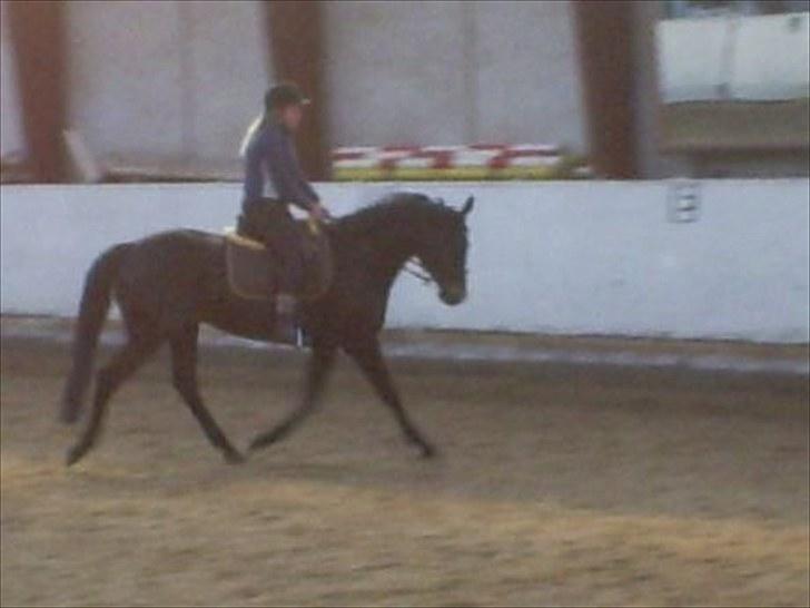 Trakehner Lazio billede 10