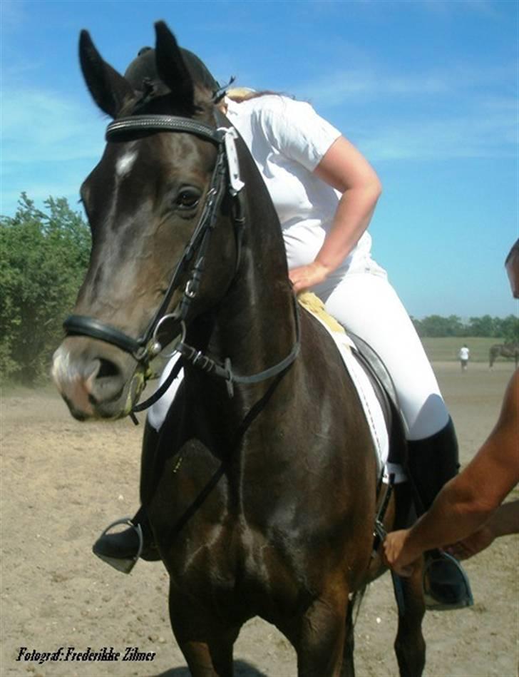 Trakehner Lazio billede 11